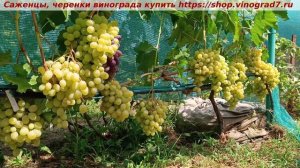 ❗️Виноград 3.08.25 КРАСАВЧИК с изумительным мускатом, к?