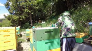 Подсадил маленький рой к безматочной семье. Пчеловодс
