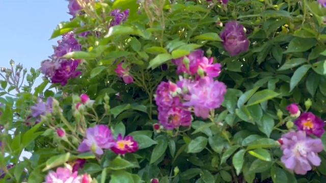 В каждый САД. Rosa 'Veilchenblau. АРКИ, ПЕРГОЛА, ТЕРРАСА. САЖЕНЦ смотреть онлайн