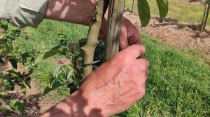 Чем и как подвязывать плодовые деревья в саду.