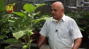 БАКЛАЖАНЫ - выращивание в горшке . Формирование баклаж