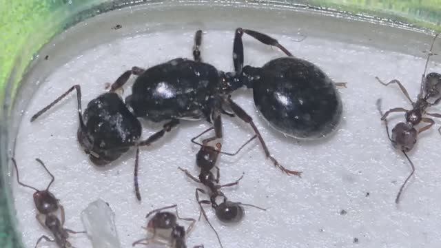 Королева муравьев крупным планом смотреть онлайн