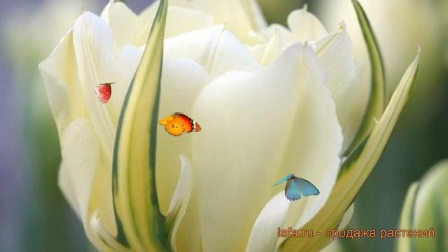 Тюльпан простой Экзотик Пуриссима (tulipa) 🌿 обзор: как с