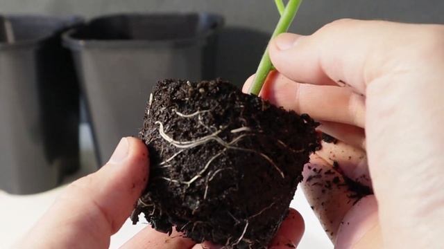 Пересадка Рассады ПОМИДОР (Томатов) методом Перевалки смотреть онлайн