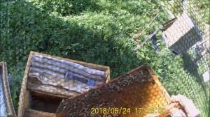 Горбатый расплод весной