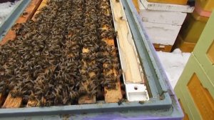 улей BienenHaus ( биненхаус ) - утепляю в апреле 8 рамочный от