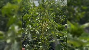 Наш обычный день на Кубани Пртровчанки Леры #garden #gardenlif