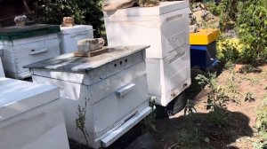 Изоляция маток в зиму. Первый этап подготовки пчел к з?