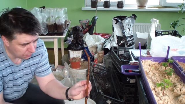 Укоренение чубуков винограда самым дешевым и рабочим смотреть онлайн