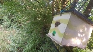 Ловим рои.  Осмотр пчелиных ловушек 16.06.2025.