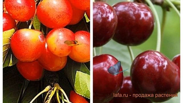 Черешня плодовая Брянская розовая-Ипуть 🌿 обзор: как смотреть онлайн