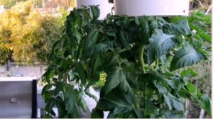 Оригинальный способ выращивания томатов вверх корням