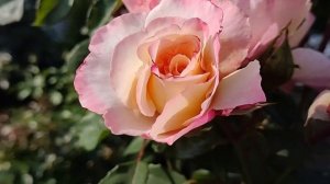 РОЗА АКВАРЕЛЬ (Aquarell) | Обзор сорта: Роза Акварель, харак