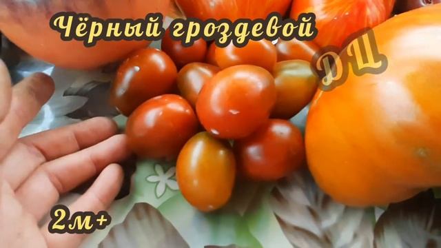Проверенные ТОМАТЫ в открытом грунте! смотреть онлайн
