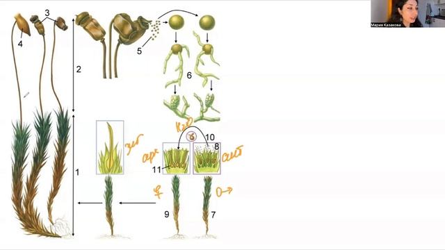 ЖИЗНЕННЫЙ ЦИКЛ МХОВ — ЦТ/ЦЭ/устный экз смотреть онлайн