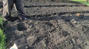 Технология посадки картофеля, проверенная временем