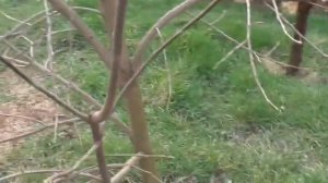 Хурма, обрезка.