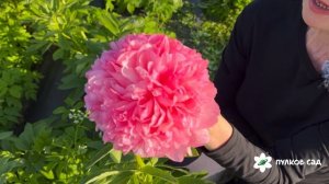 Salmon Hayes peony. Салмон Хейз пион. Пулков сад (2025 г.)