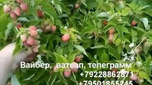 Малина штамбовая таруса.