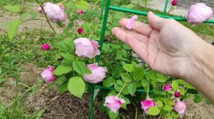 Роза английская Spirit of Fridom, Austin 2002 (Спирит оф Фридом), съ?