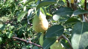 Яблоня Сансе и Амбасси