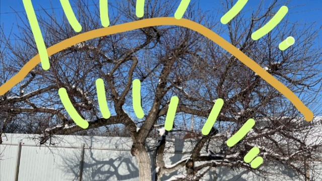 разбор обрезки абрикоса специалистом из Саратова