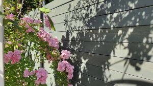 Цветение роз в Фарфоровом саду. Сегодня сад 100% БИО!