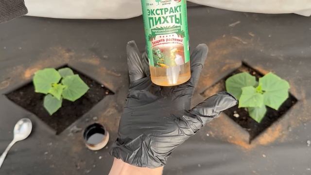 Даже чахлые огурцы двинутся в рост и заплодоносят!