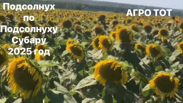 Подсолнечник по подсолнечнику прямой посев без обраб? смотреть онлайн