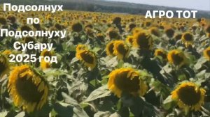 Подсолнечник по подсолнечнику прямой посев без обраб?