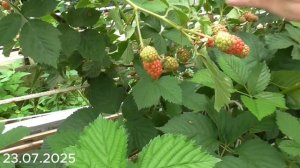 Ежевика Астерина, Виктория, Вон. Все остальные сорта у?