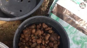 Как вырастить слабый саженец хурмы