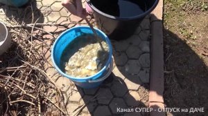 Лучшая домашняя подкормка для гортензий!
