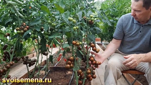 Проверенный сорт томатов - Полосатый рейс смотреть онлайн