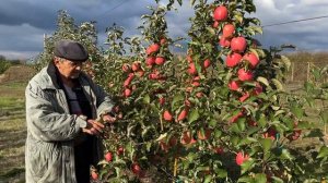 Обзор плодоношения яблони сорта Маджести.