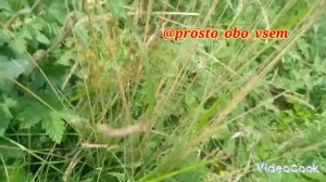 А поехали ПОИЩИМ ягодки??? Прогулка, где ягоды растут, К