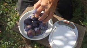 Слива Чачакская крупноплодная