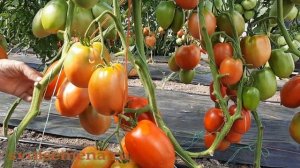 Минусинские стаканы - проверенный сорт томатов