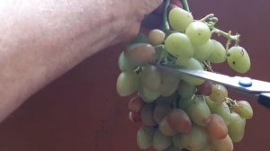 Почему гниёт созревающий виноград???