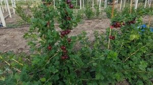 Крыжовник Гранд. Супер рыночный сорт