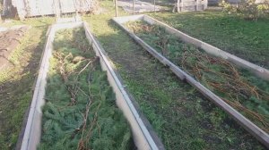 ГЕНИАЛЬНЫЙ СПОСОБ УКРЫТИЯ ВИНОГРАДА на ЗИМУ в СИБИРИ!