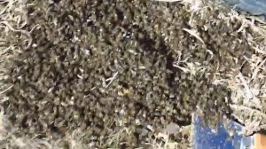 Подкармливать пчел весной ?