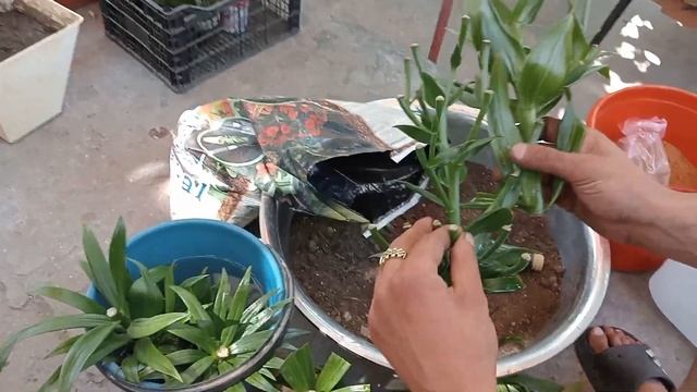 как черенковать лилию в августе смотреть онлайн