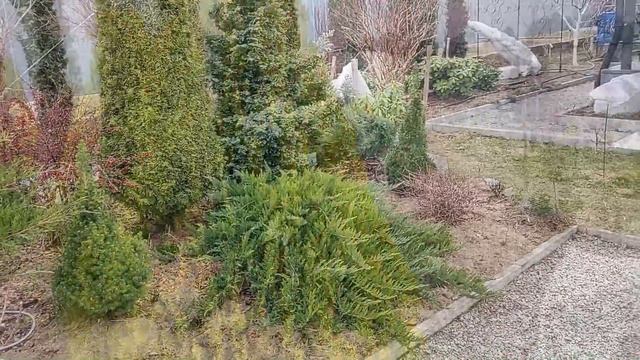 УХОД ЗА ХВОЙНЫМИ ВЕСНОЙ: МАРТ 2024г. | Хвойные обработка ?