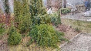 УХОД ЗА ХВОЙНЫМИ ВЕСНОЙ: МАРТ 2024г. | Хвойные обработка ?