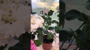 Обзор крупнолистных гортензий со скидкой. #крупнолист