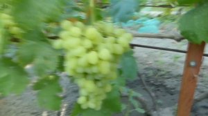 Виноград ПОДАРОК НИКОПОЛЮ | Сравнение Некоторых Очень