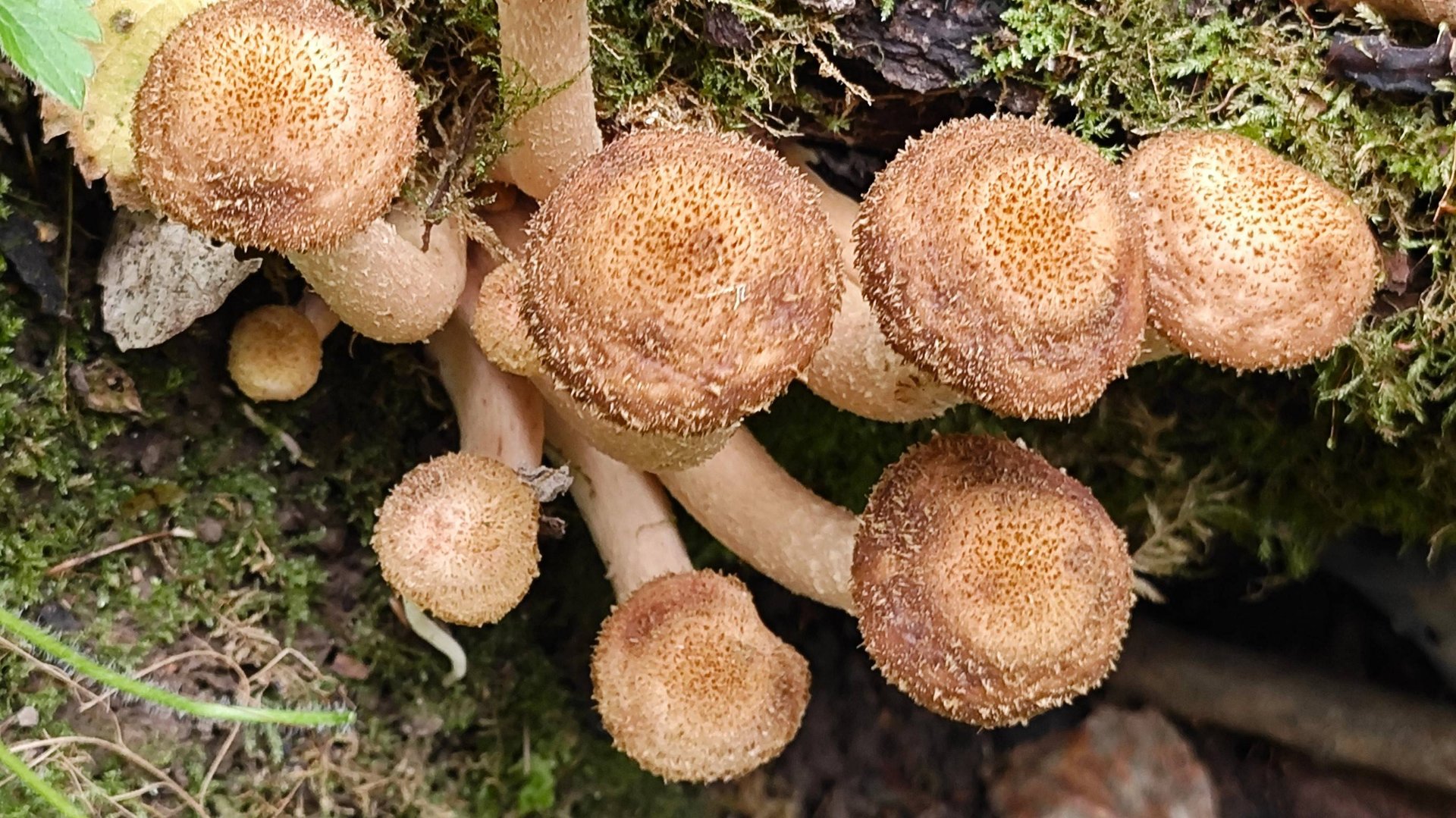 ОПЯТА.  Фильм для новичков