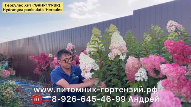 метельчатая гортензия Геркулес Хит ('GRHP14'PBR) Hydrangea Paniculat