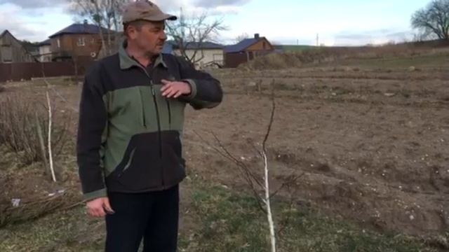 Что получится, если нет ухода за яблоней смотреть онлайн